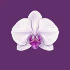 Orchid Care: Water & Rebloom iOS Icon