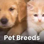 Pet Breeds iOS Icon