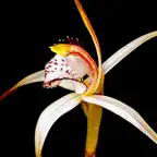 Orchids of Tasmania iOS Icon