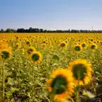 Sunflowers by Wesely iOS Icon