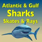 Sharks and Rays iOS Icon
