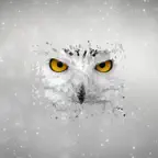 雪鴞策略 iOS Icon