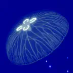 Cozy Jellyfish: Relax Aquarium iOS Icon