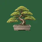 Bonsai Tree Care & Journal iOS Icon