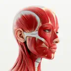 Anatomy Atlas 3D: Human Body icon