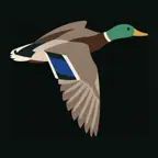 Greenhead Icon