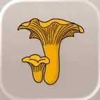 Spisesvampe i Danmark icon