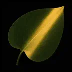 Plant Moment: Care & Vlog iOS Icon