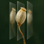 Nearplane Macro Stack iOS Icon