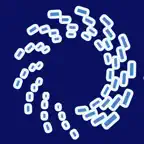 Digi-Fest icon
