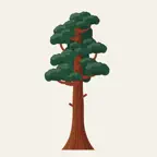 Sequoia: Word of the Day Icon