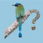 Panama Birds Field Guide iOS Icon