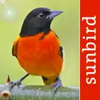 Bird Id USA - backyard birds iOS Icon