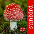 Mushroom Id Guide - UK icon