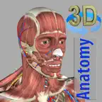 3D Anatomy icon