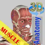 3D Bones and Muscles (Anatomy) icon