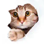 Find a Cat iOS Icon