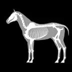 3D Horse Anatomy icon
