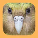 Birds of New Zealand icon