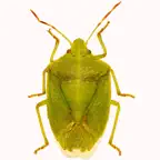 GA Cotton Insect Advisor iOS Icon