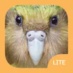 Birds of New Zealand LITE iOS Icon