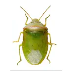 SE Agricultural Stink Bug ID iOS Icon