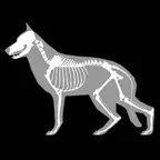 3D Canine Anatomy iOS Icon