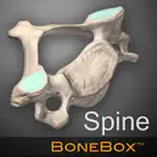 BoneBox™ - Spine Viewer iOS Icon