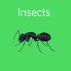 Insects Flashcard for babies and preschool iOS Icon