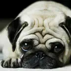 Dog Wallpaper & Background Top HD Cool 10000+ iOS Icon