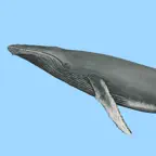 Dolphins and Whales iOS Icon