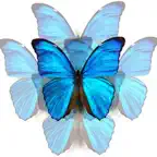 N'Back Butterfly iOS Icon