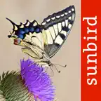 Butterfly Id - UK Field Guide icon