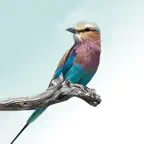 Sasol eBirds Kruger Park iOS Icon