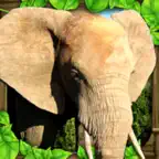 Elephant Simulator iOS Icon