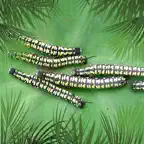 Pacific Pests Pathogens Weeds iOS Icon