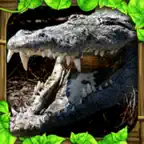 Wildlife Simulator: Crocodile iOS Icon