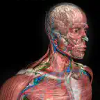 3D Human Anatomy Introduction iOS Icon