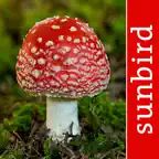 Mushroom Id North America iOS Icon