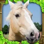 Wild Horse Simulator iOS Icon