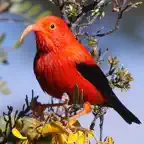 Bird ID Hawaii iOS Icon