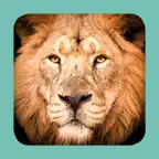 Sasol Mammals for Beginners (Lite): Quick facts, photos and videos of 46 southern African mammals iOS Icon