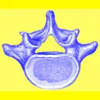 Spine: What's the data? iOS Icon