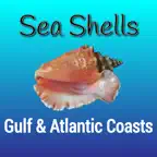 Gulf and Atlantic Sea Shells iOS Icon