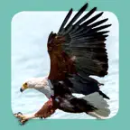 Sasol Common Birds for Beginners (Lite): Quick facts, photos and videos of 46 common southern African birds iOS Icon