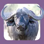 Sasol Natuurlewe vir Beginners (Lite): Blitsfeite, foto's en video's van 46 Suider-Afrikaanse diere iOS Icon