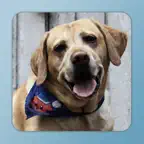 Animal sounds and photos for kids and babies - Touch to hear and learn animals sound and names iOS Icon