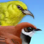 iBird Hawaii & Palau Guide iOS Icon