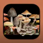 FunKey: Agarics of Australia iOS Icon