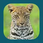 Animals of Kruger iOS Icon